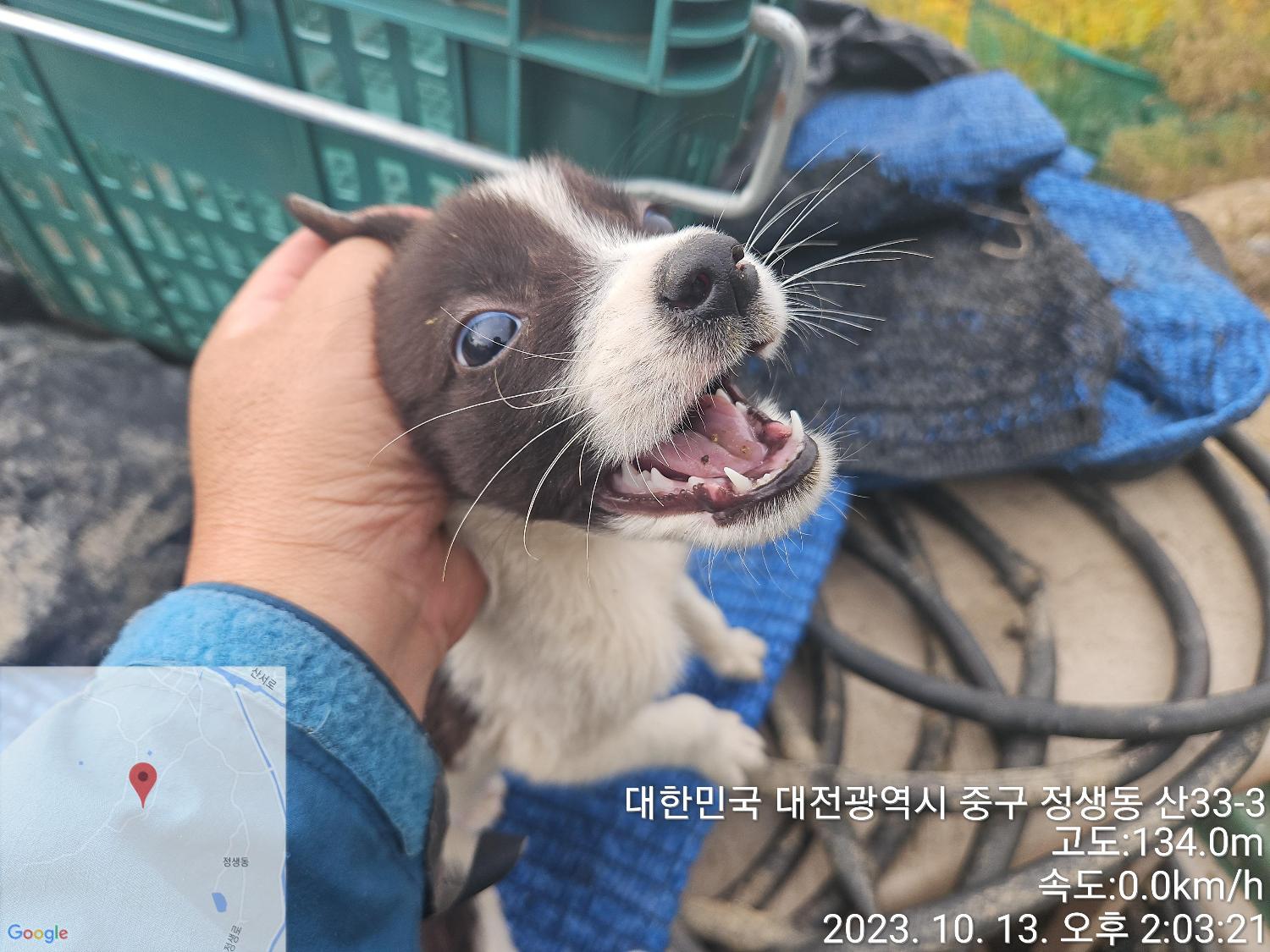 대전동물보호센터_430365202300500